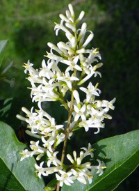 Oval-leaved Privet