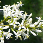 Oval-leaved Privet