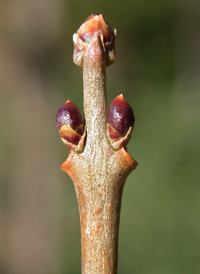 Oval-leaved Privet