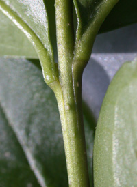 Oval-leaved Privet