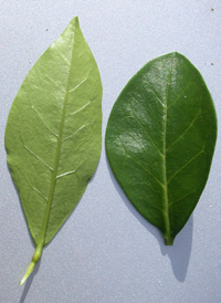 Oval-leaved Privet