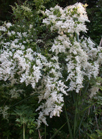 Chinese Privet