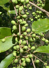 Chinese Privet