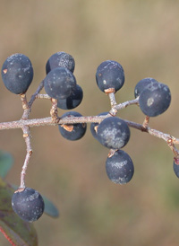 Chinese Privet