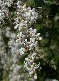 Chinese Privet