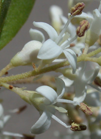 Chinese Privet