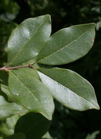 Chinese Privet