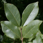 Chinese Privet Chinese Privet