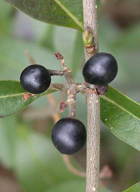 European Privet