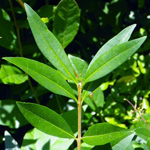 European Privet