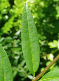 European Privet