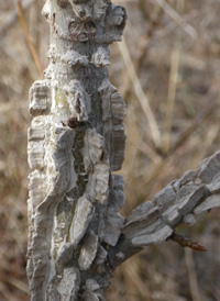 Sweetgum