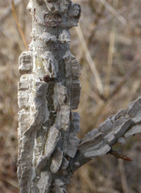 Sweetgum