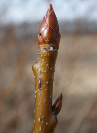 Sweetgum