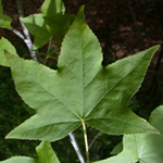 Sweetgum Sweetgum