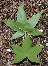 Sweetgum