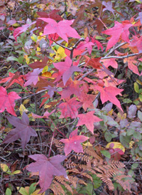 Sweetgum