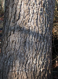 Sweetgum