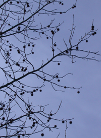 Sweetgum