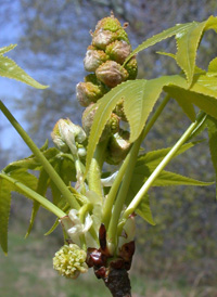 Sweetgum