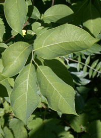 Northern Spicebush