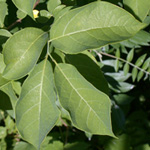 Northern Spicebush Northern Spicebush