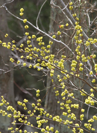 Northern Spicebush
