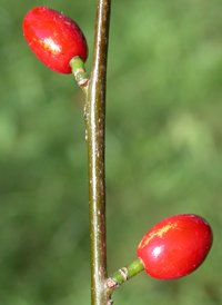 Northern Spicebush