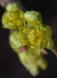 Northern Spicebush