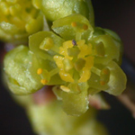 Northern Spicebush Northern Spicebush