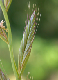 Italian Rye-grass