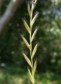 Italian Rye-grass