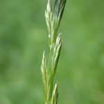Perennial Rye-grass Perennial Rye-grass