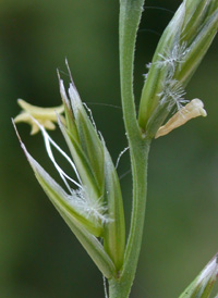 Perennial Rye-grass