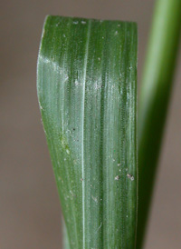 Perennial Rye-grass