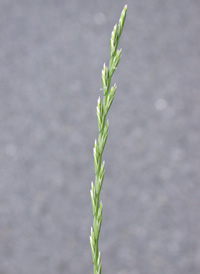 Perennial Rye-grass