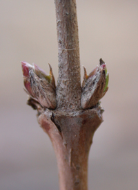 Fragrant Honeysuckle