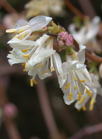 Fragrant Honeysuckle