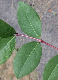 Fragrant Honeysuckle