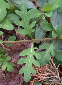 Japanese Honeysuckle