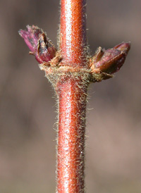 Japanese Honeysuckle