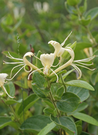 Japanese Honeysuckle