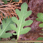 Japanese Honeysuckle