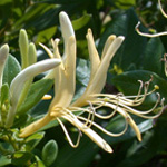 Japanese Honeysuckle Japanese Honeysuckle