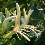 Japanese Honeysuckle