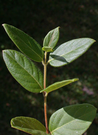 Japanese Honeysuckle