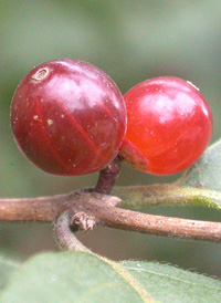 Amur Honeysuckle