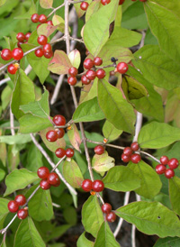 Amur Honeysuckle