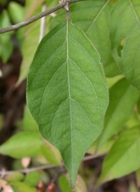 Amur Honeysuckle