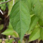 Amur Honeysuckle Amur Honeysuckle